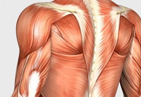 Esercizi per le spalle